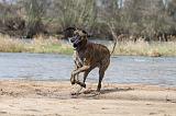DOGUE ALLEMAND 205